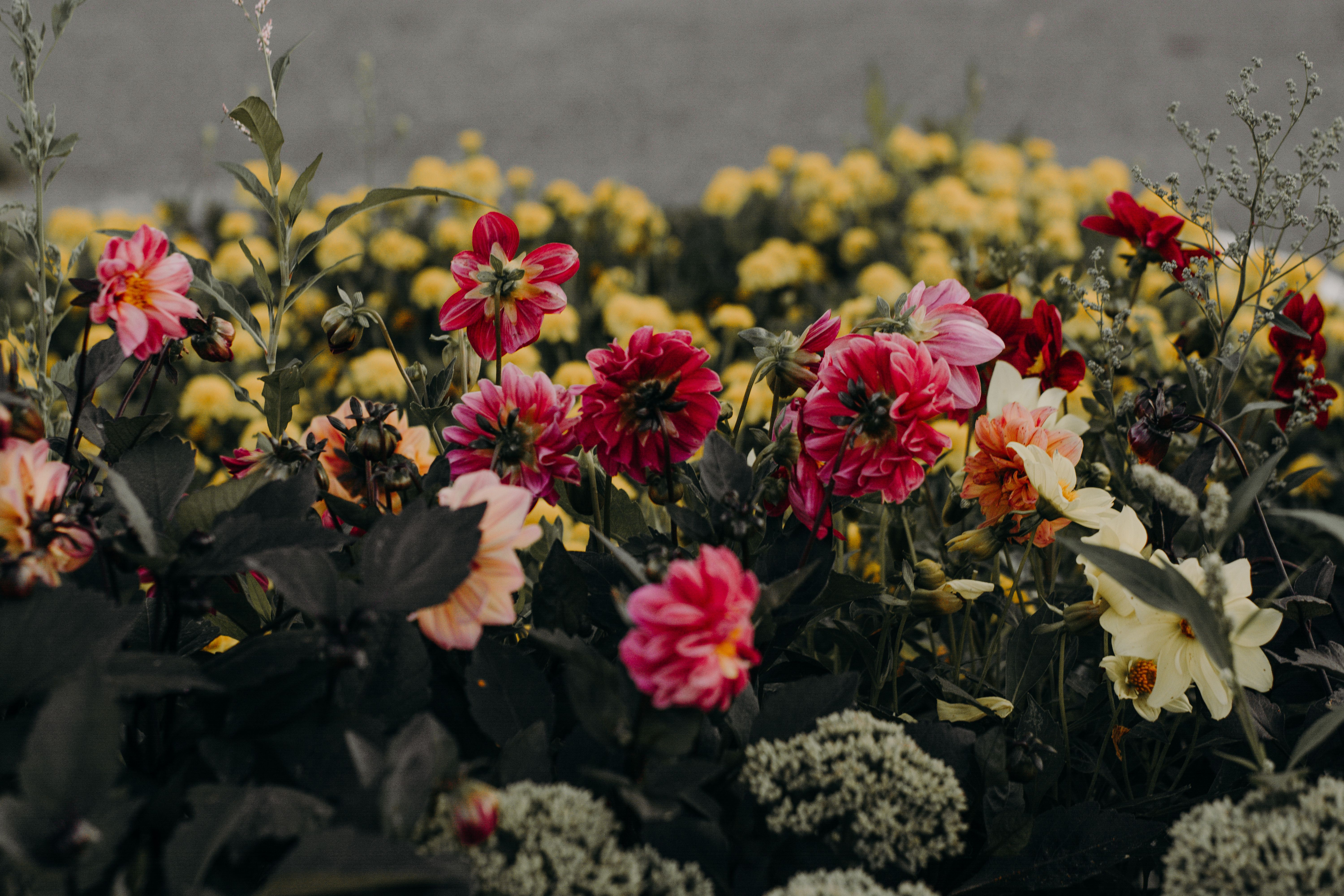 Fleurs Pétales Roses, Blanches Et Jaunes