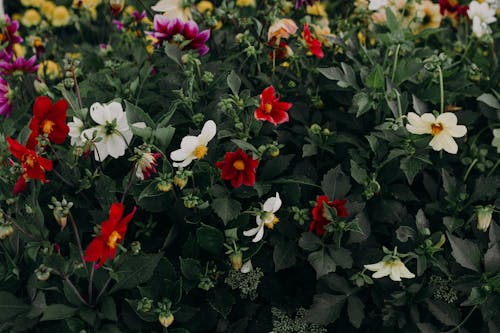 Red, White, and Purple Flowers