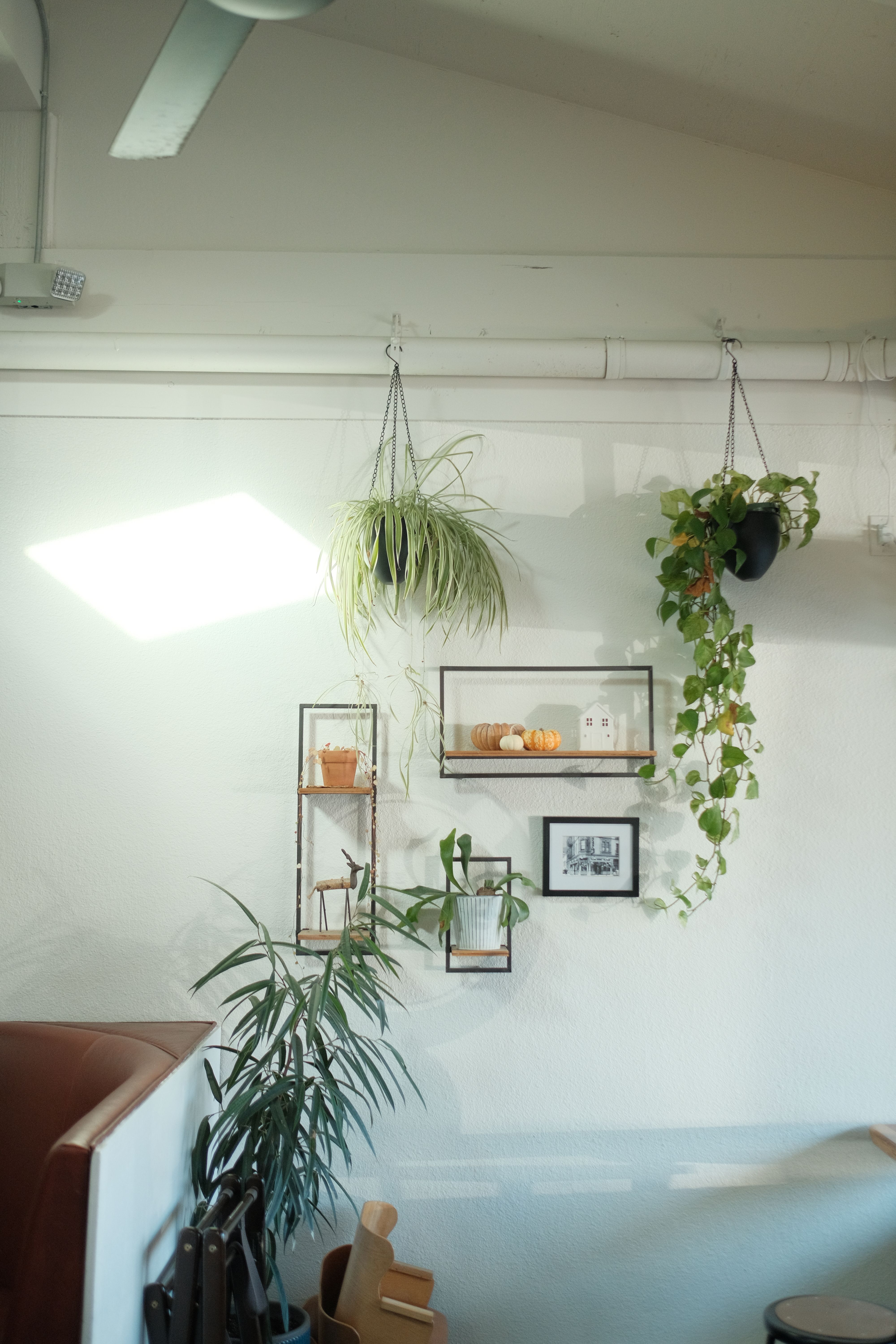 Above couch wall decor ideas: living room wall with framed art and hanging trailing plants