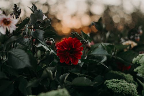 Kırmızı Dalya çiçeğinin Seçmeli Odak Fotoğrafı