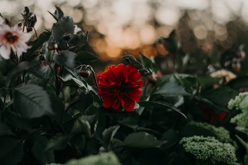 Selectieve Aandacht Fotografie Van Rode Dahlia Bloem