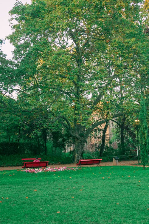 Red Benches in the Park