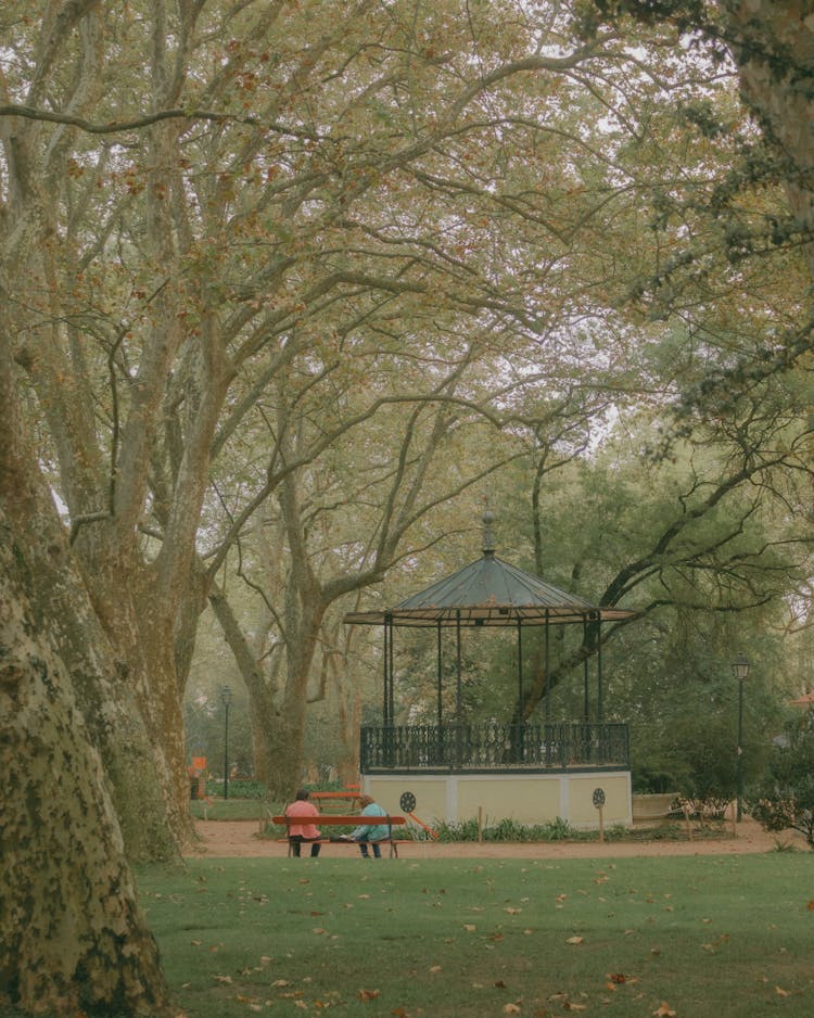 Trees In Park