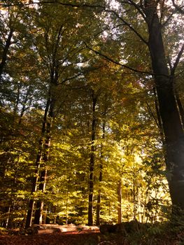 Sunlit autumn forest in Germany with vibrant golden leaves.