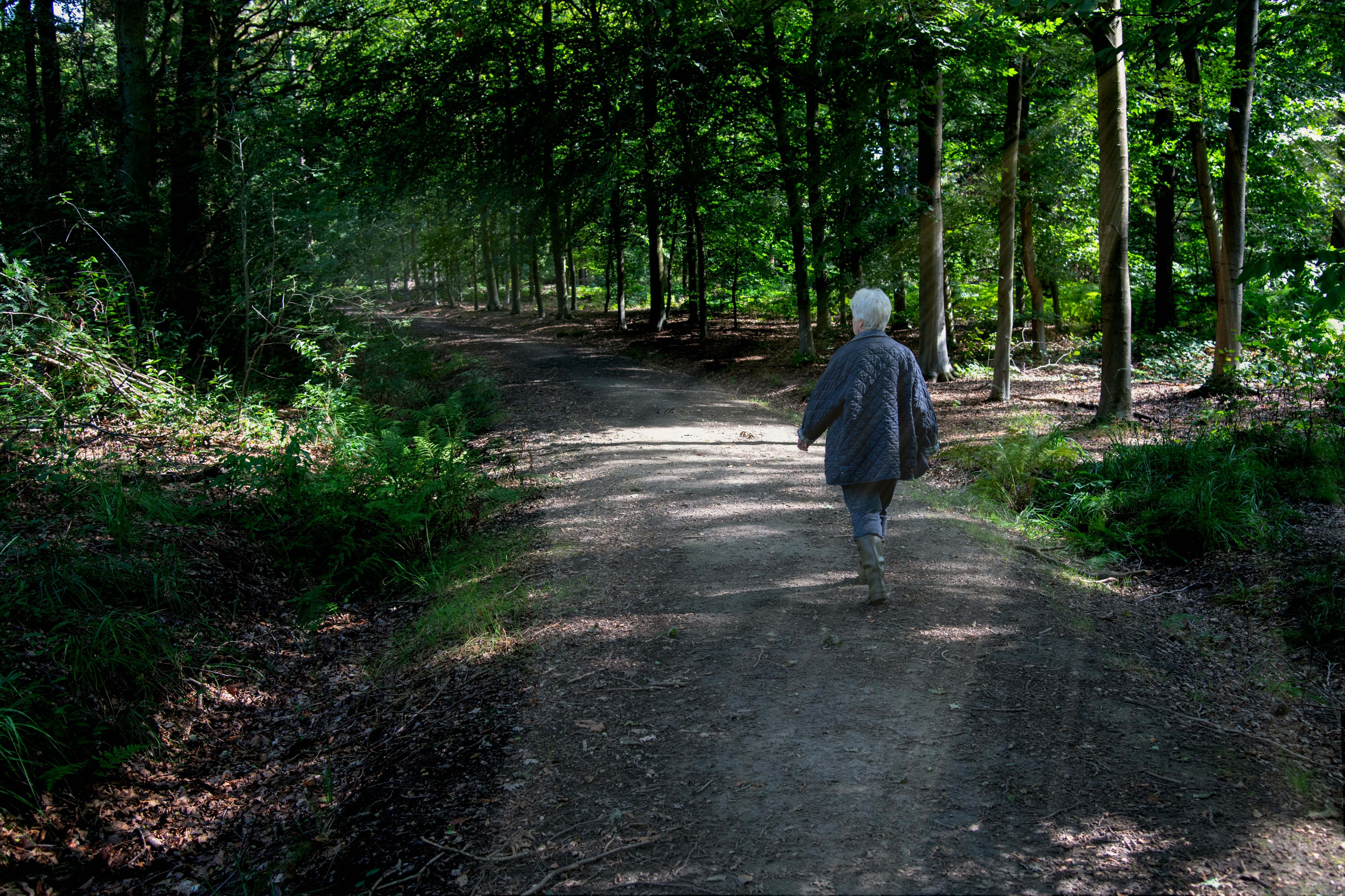 Free stock photo of people walking, sunrays, woods