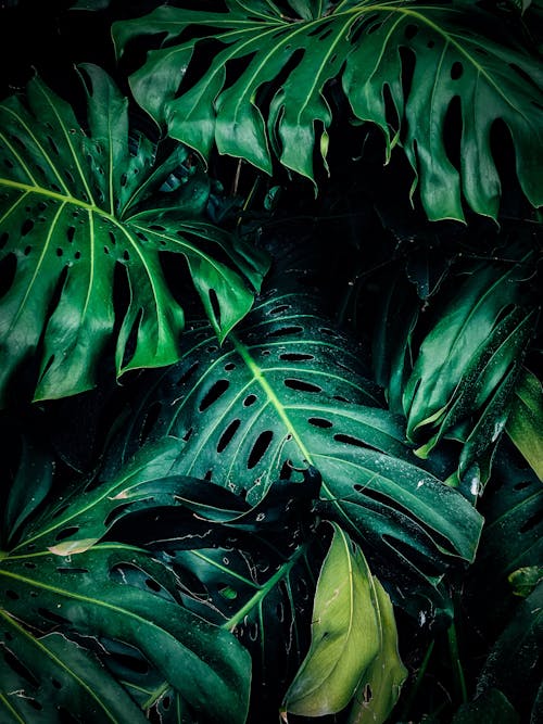 Foto De Primer Plano De La Planta De Hojas Verdes