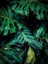 Close-up Photo of Green Leafed Plant