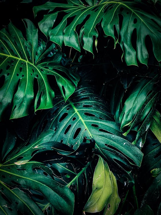 Close-up Photo of Green Leafed Plant