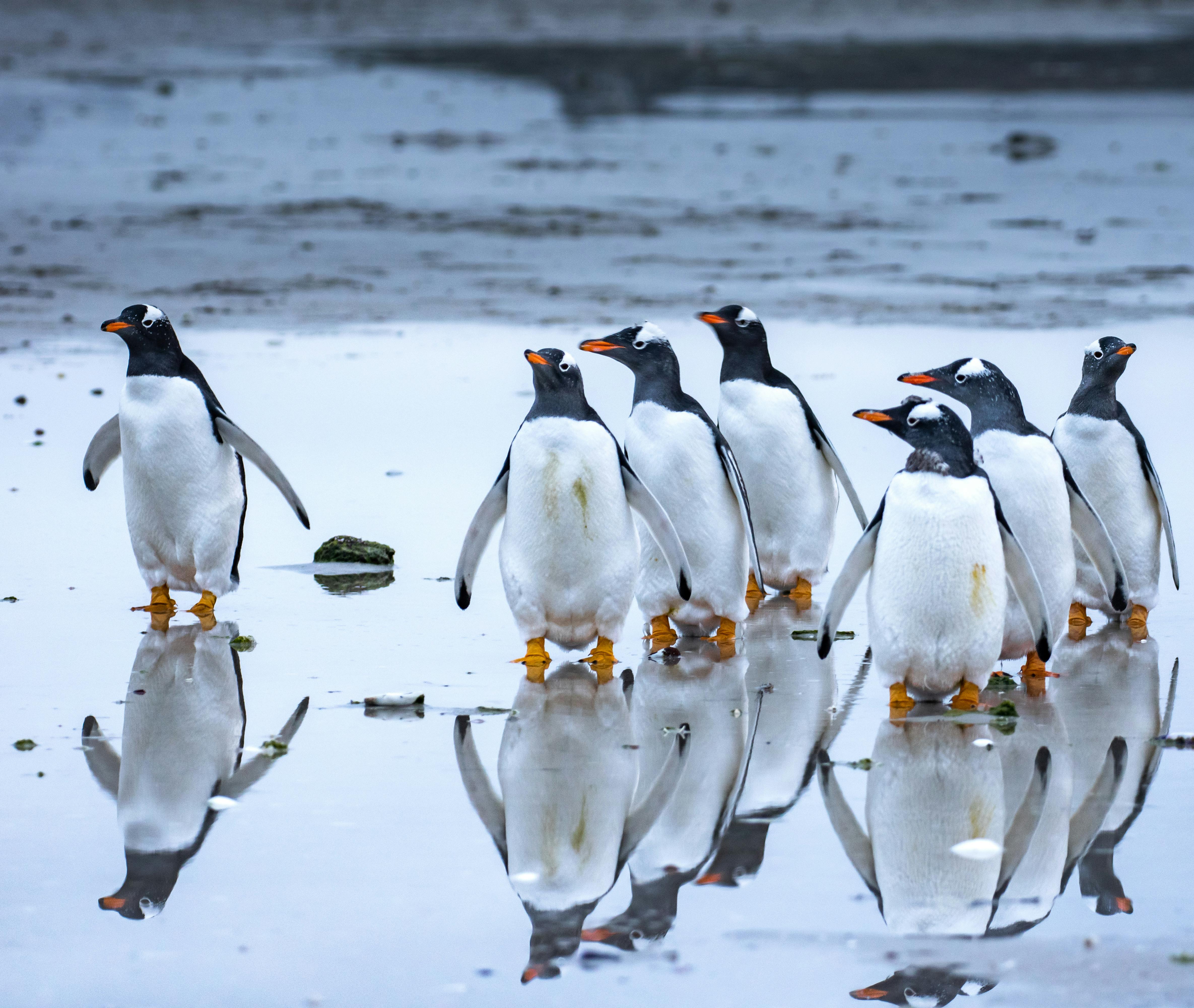 Waddle of African Penguins on Beach Shore · Free Stock Photo