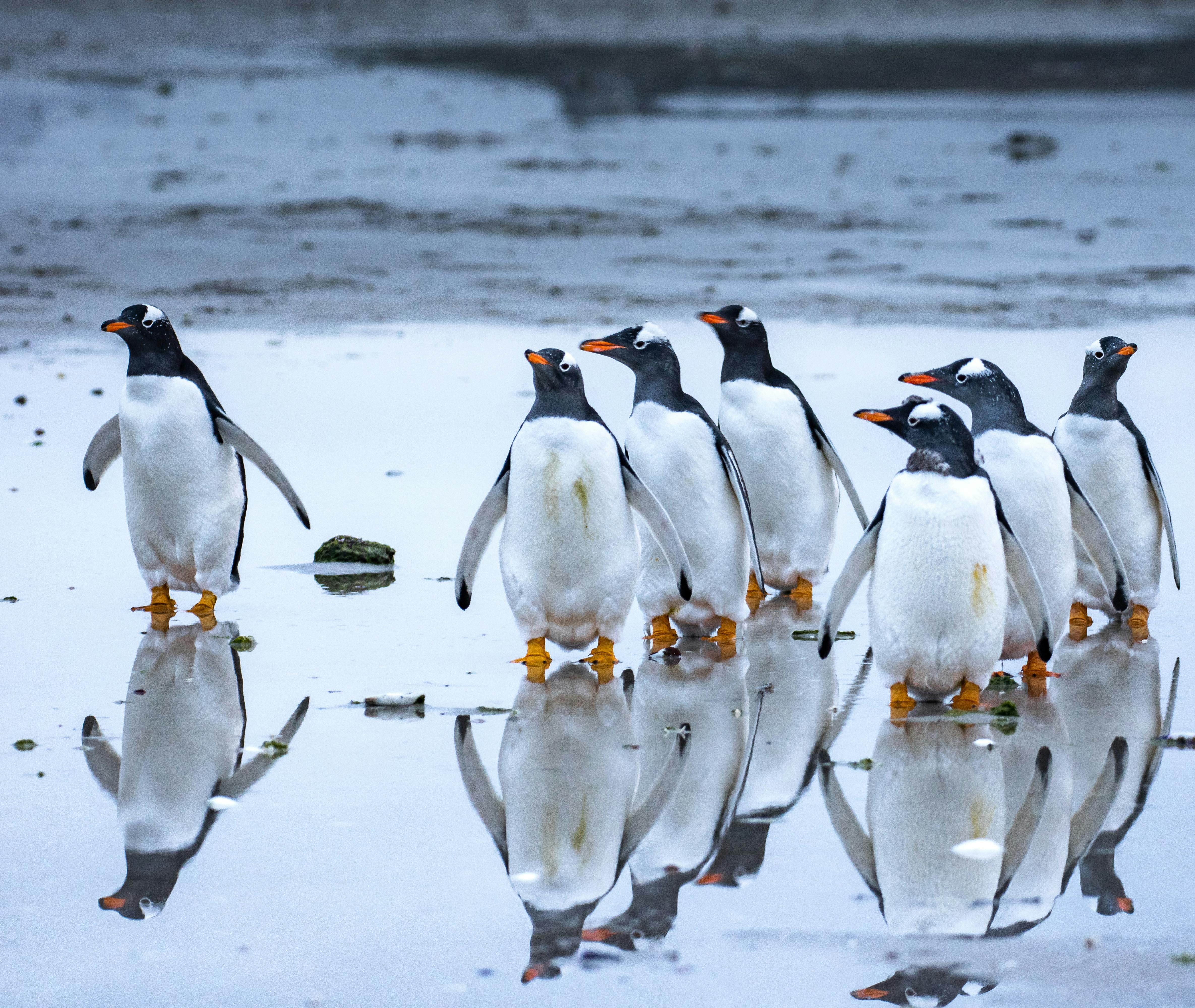 Waddle of African Penguins on Beach Shore · Free Stock Photo Waddle of African Penguins on Beach Shore · Free Stock Photo
