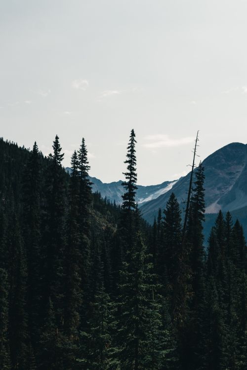 Free Explore the majestic pine forests and mountain ranges of Banff, Canada, perfect for nature enthusiasts. Stock Photo
