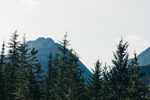 Explore the serene landscape of evergreen trees with mountain peaks in Banff, Canada.
