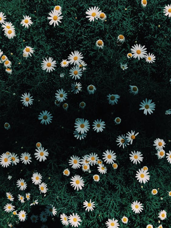 Free Daisy Flowers Stock Photo