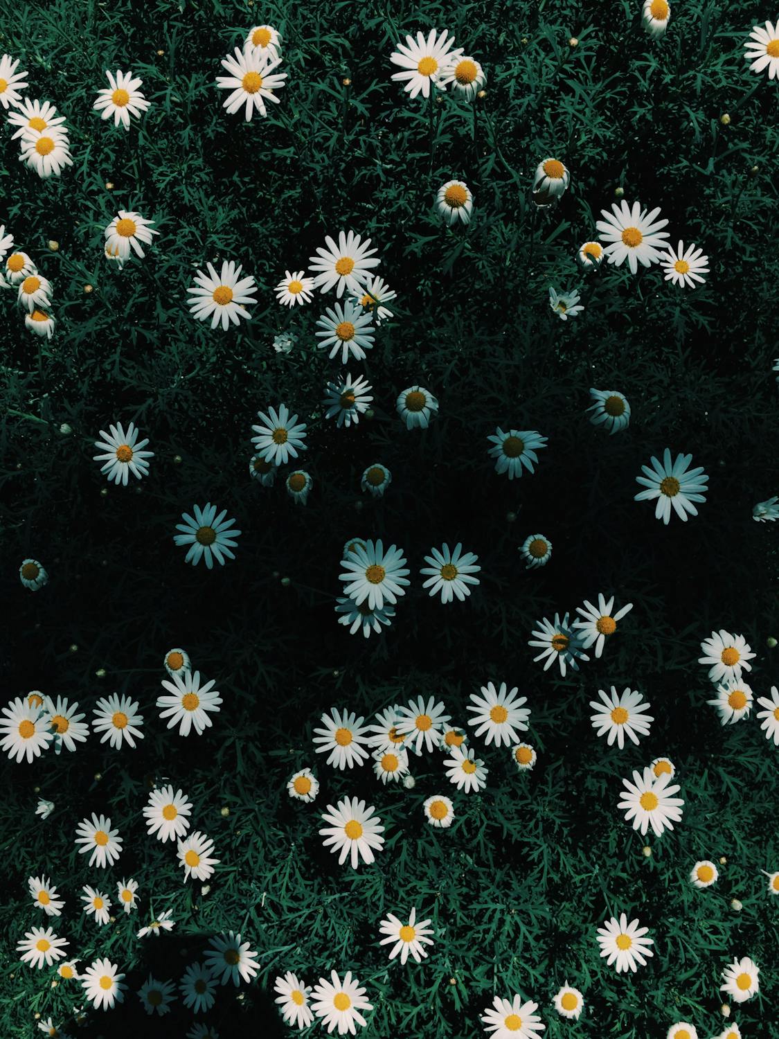 Daisy Flowers · Free Stock Photo