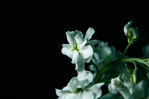 White Flowers on Dark Background