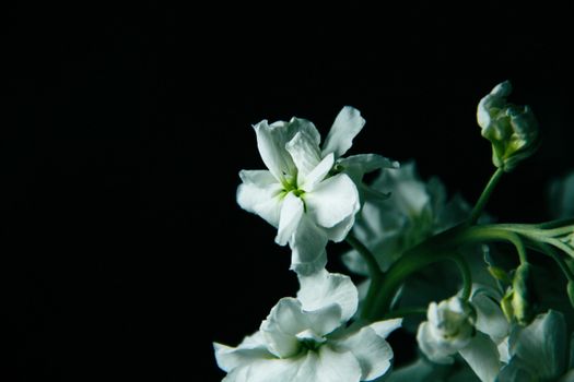 White Flowers on Dark Background