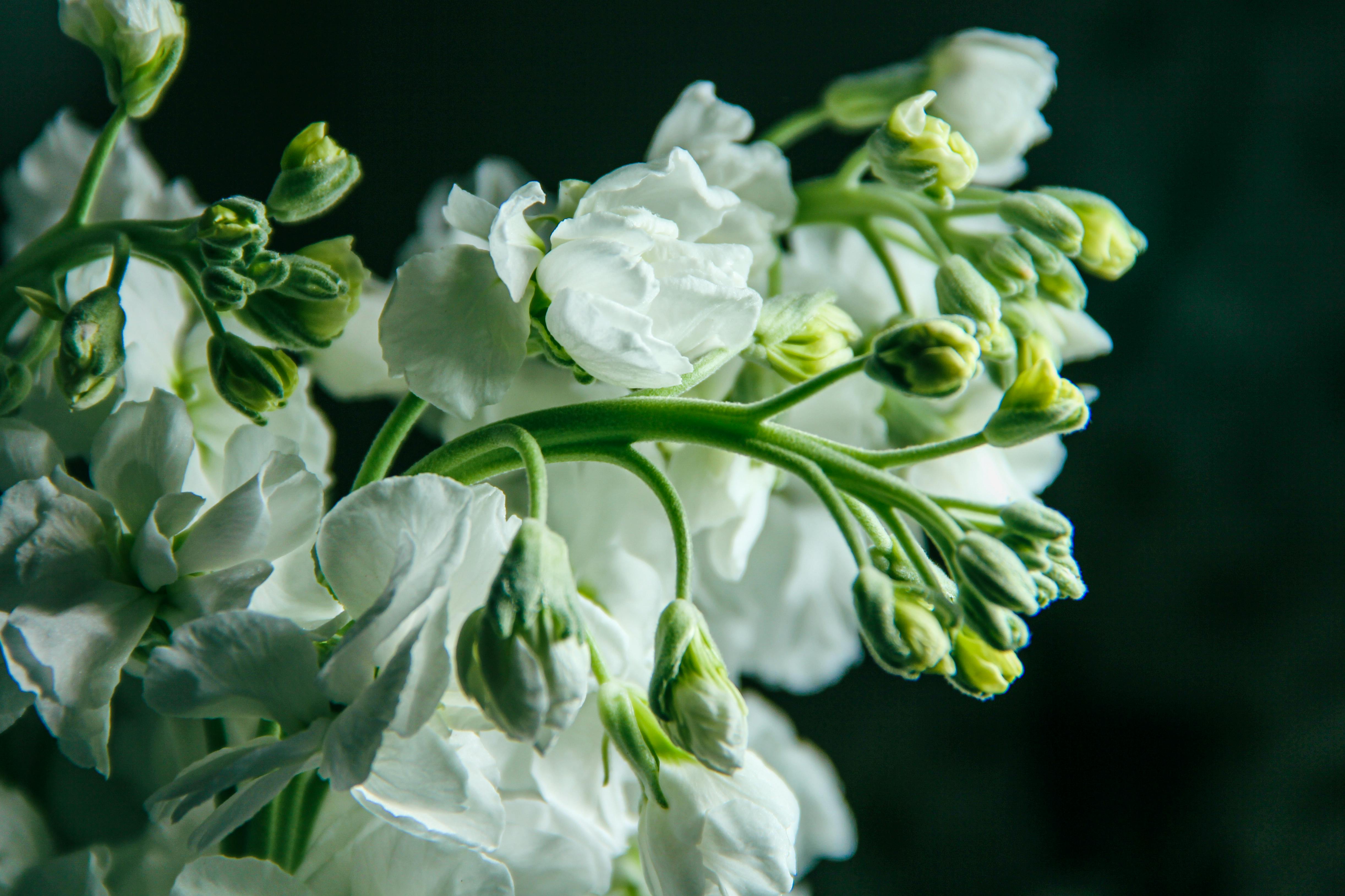Bouquet of White Flowers in Closeup Photography · Free Stock Photo