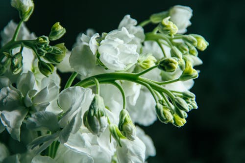 Free Bouquet of White Flowers in Close-up Photography Stock Photo