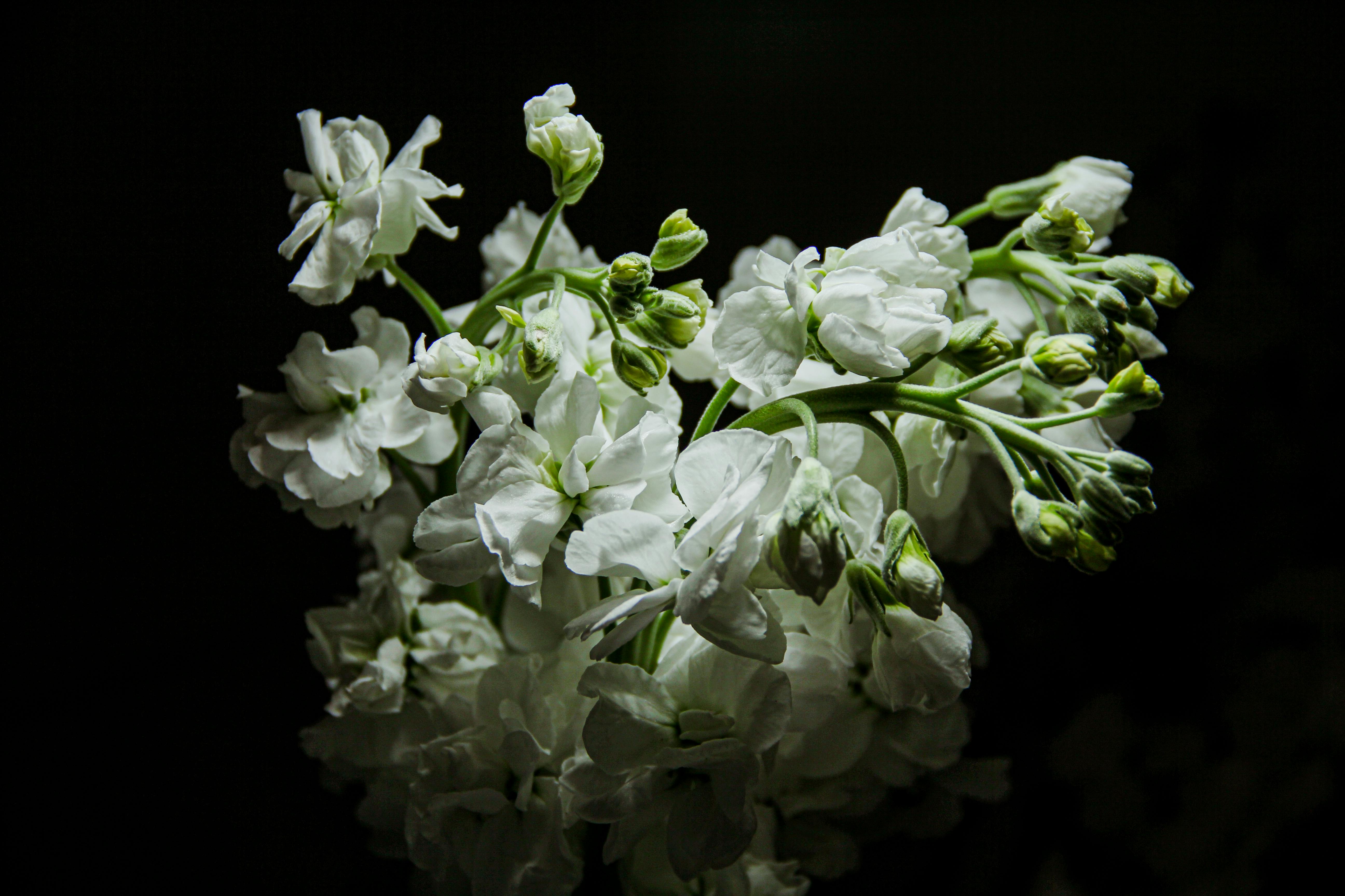 White Flowers in Cluster · Free Stock Photo