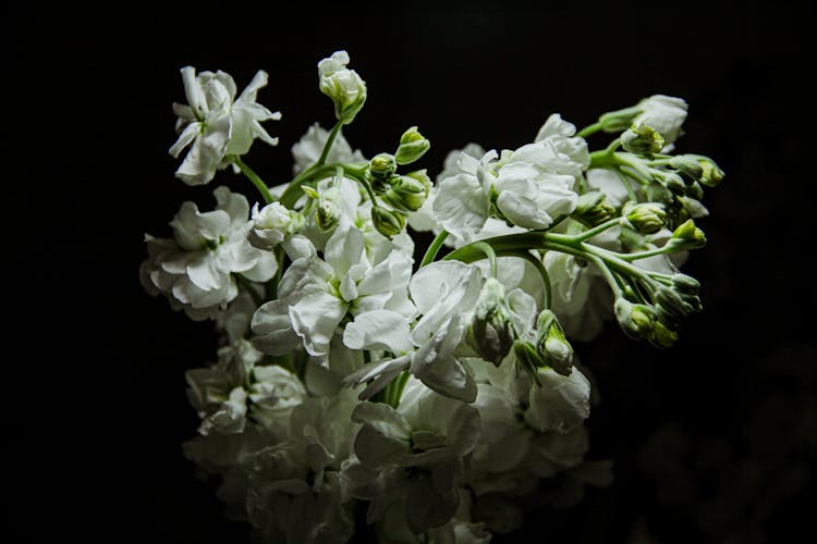 White Flowers In Cluster