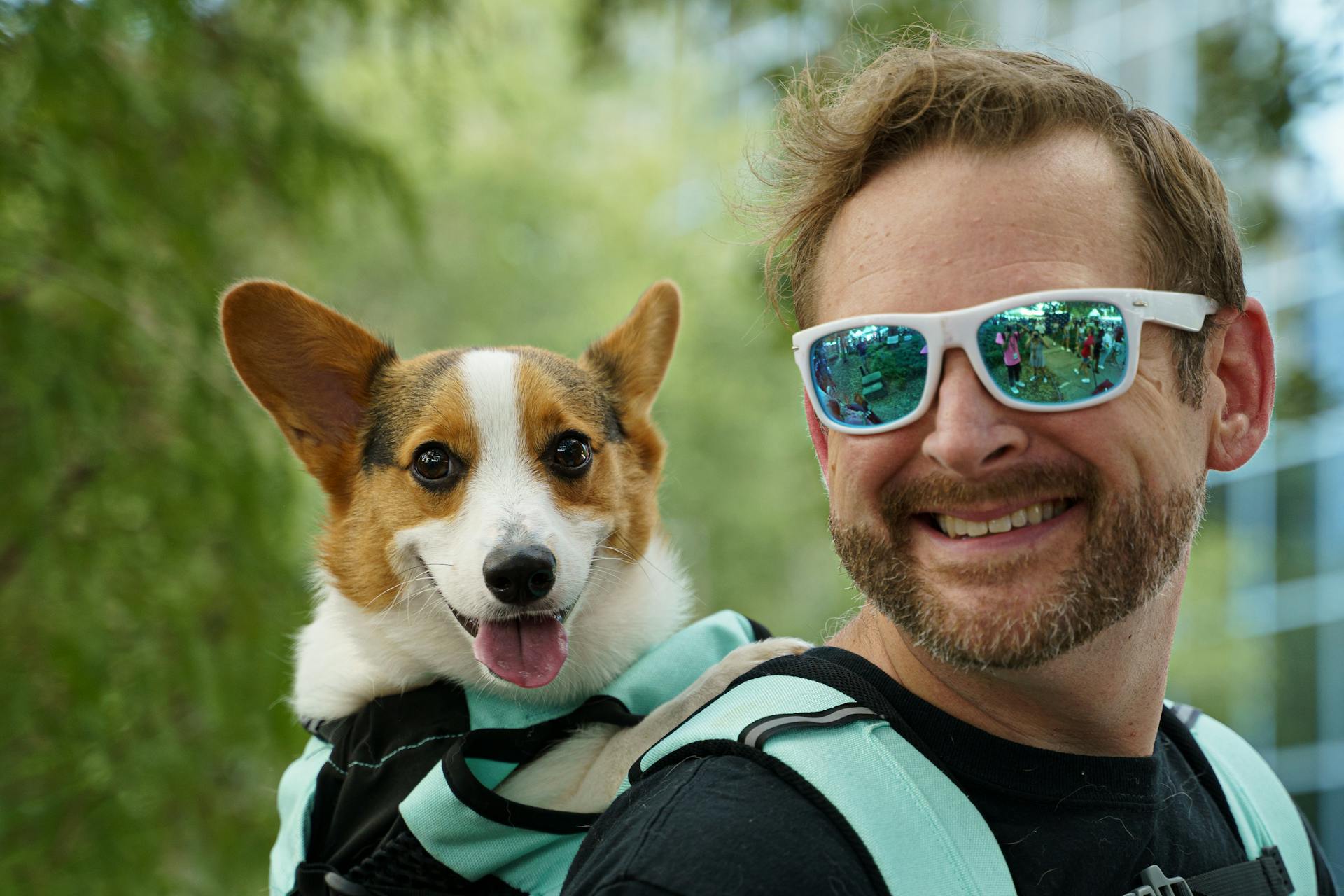 A Corgi in a Pet Backpack