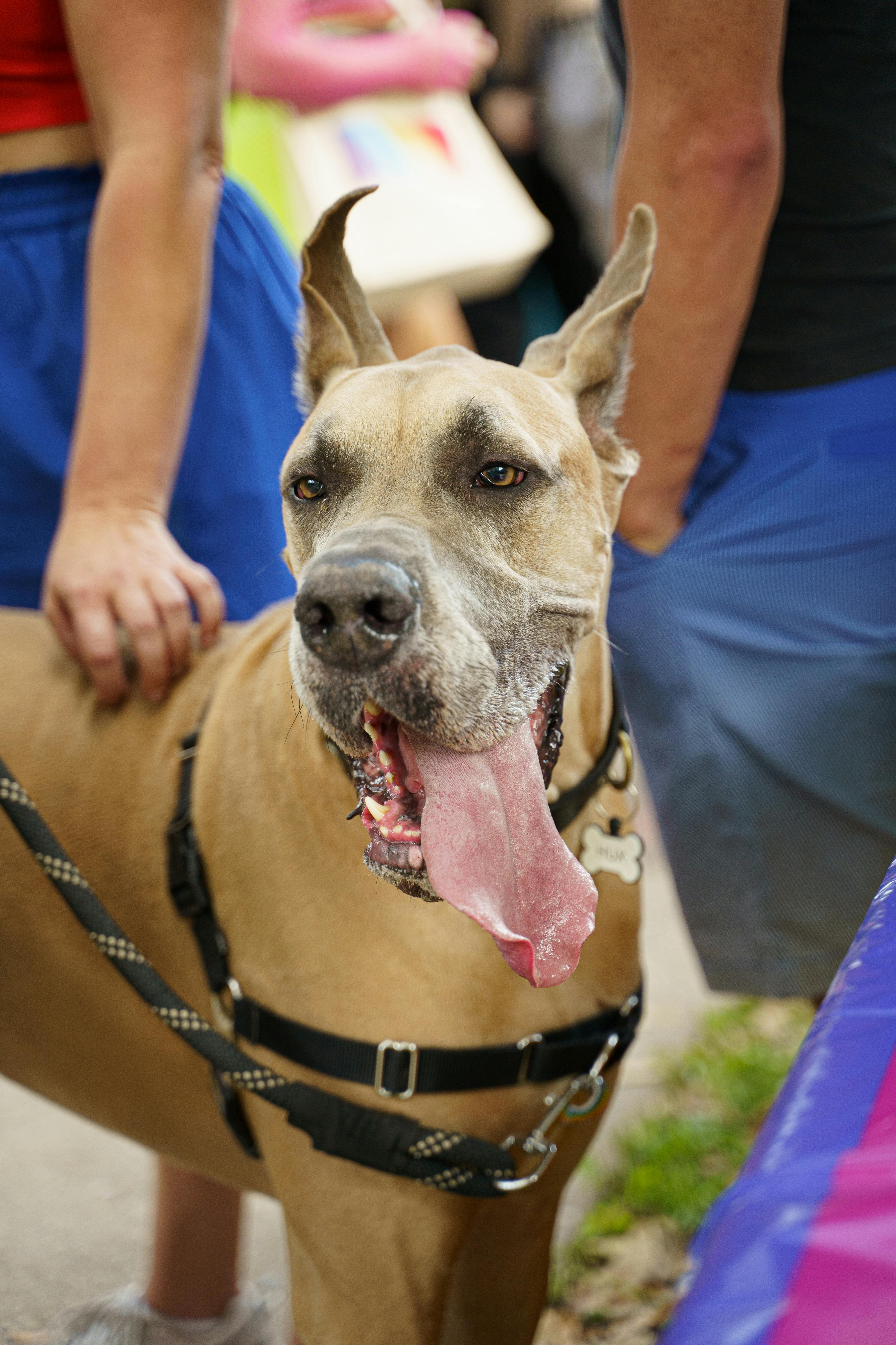 Tan Great Dane with tongue out, enjoying an outdoor event with people.