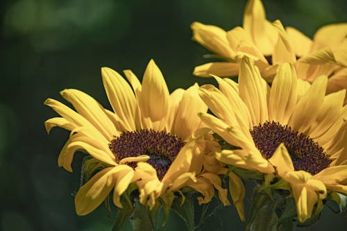 Ilmainen kuvapankkikuva tunnisteilla auringonkukat, helianthus, kasvikunta