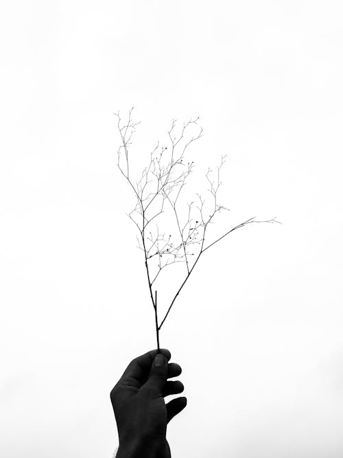 A Person Holding a Leafless Twig