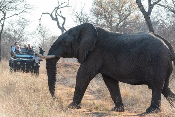 Morning open 4x4 safari vehicle game drive