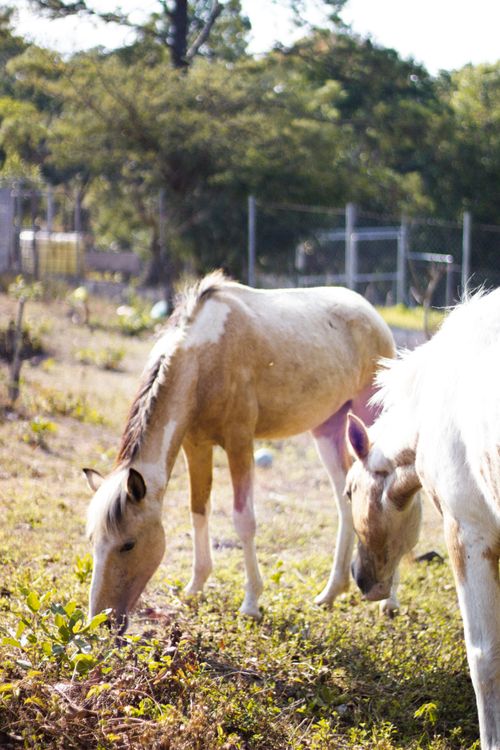 Free caballos Stock Photo
