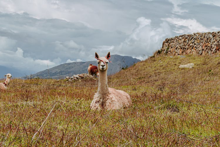 Llama On Grassland