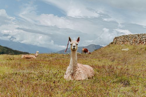Free Three alpacas relaxing in a grassy mountain field under a cloudy sky. Stock Photo