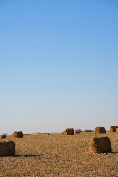 Harvested Hay Bales on the Ground