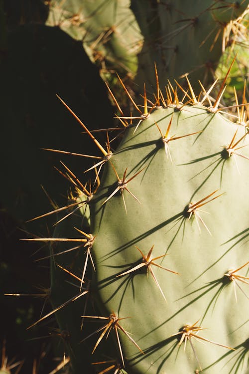 Close-up Photo of a Prickly Pear Cactus