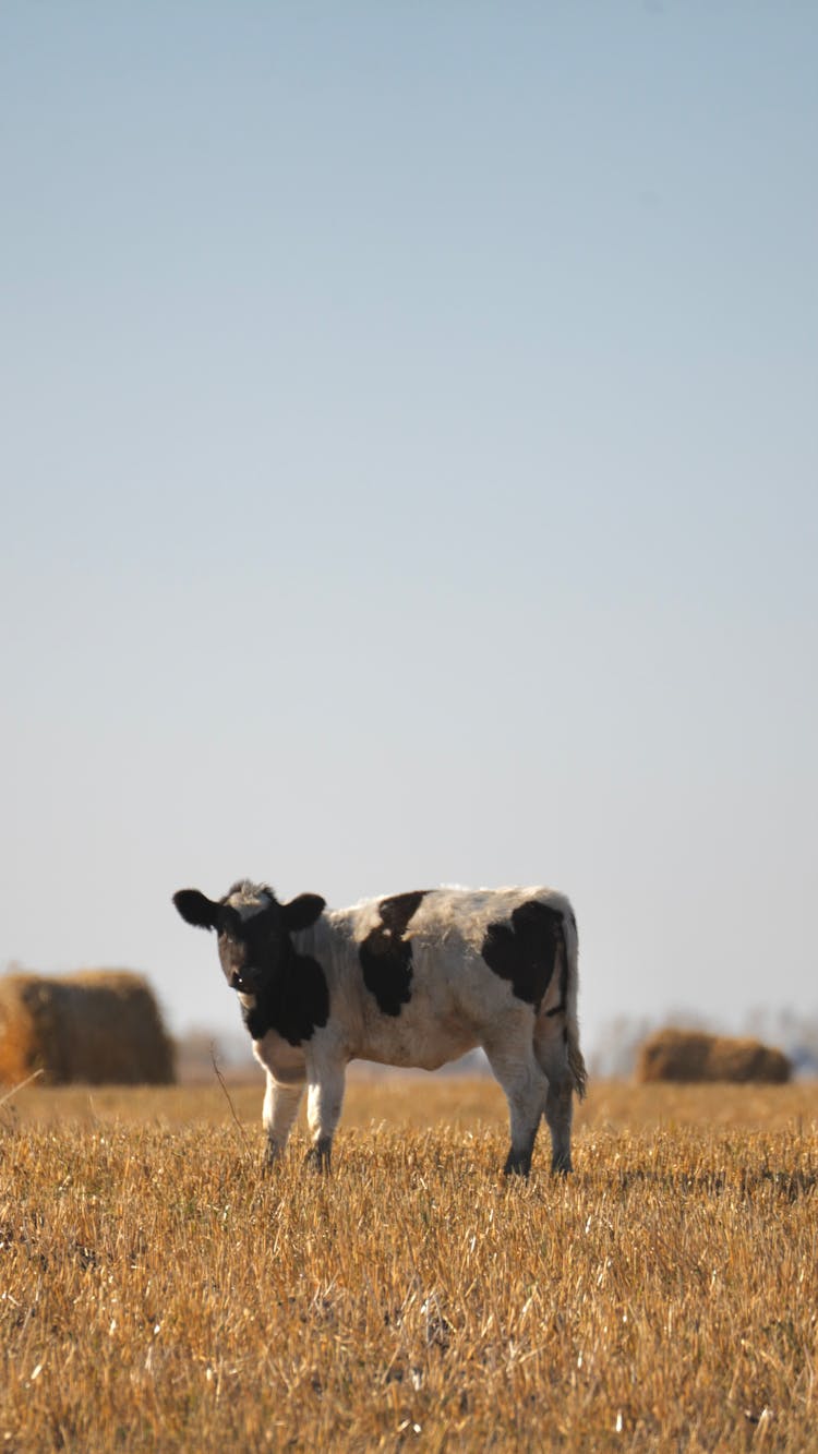 A Cow Standing On The Brown Grass