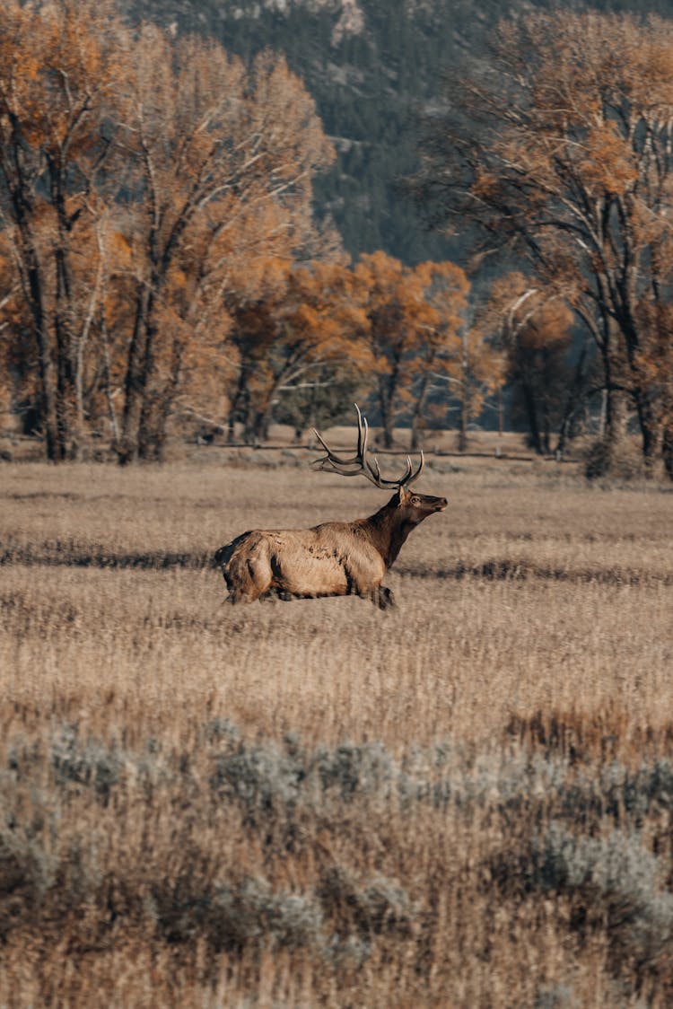 Buck In Nature