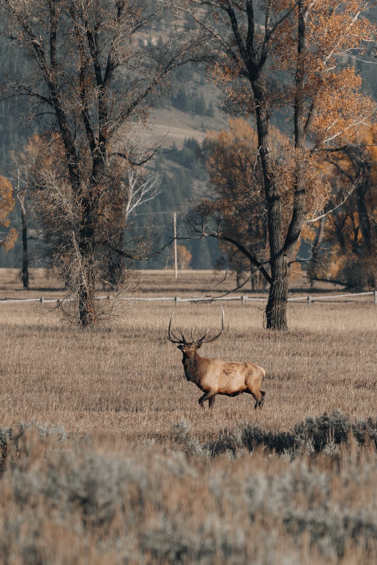 Buck On Grassland