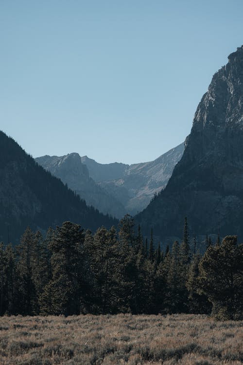 Green Trees Across the Mountains