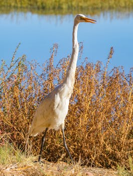 A majestic Great Egret stands gracefully by the lake, showcasing its beauty and wildlife photography appeal.