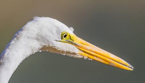 A Close-Up of an Egret