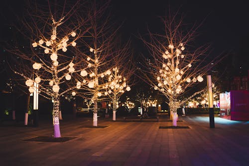 Gratis stockfoto met kale bomen, kerstlampen, lampen