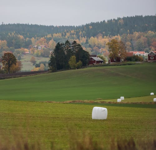 Darmowe zdjęcie z galerii z format kwadratowy, plantacja, pole