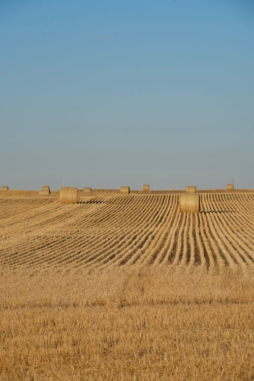 Foto profissional grátis de campo de feno, campo de grama, céu azul