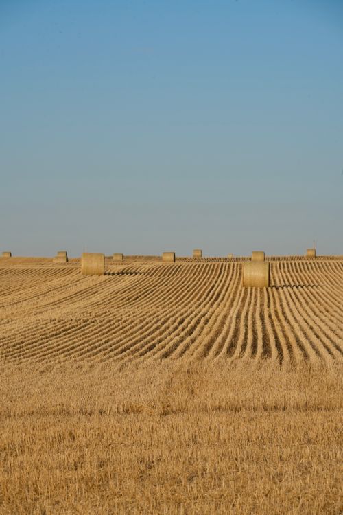 Free Expansive hay field with neatly rolled hay bales under a clear blue sky. Stock Photo