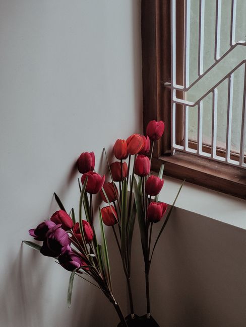 A minimalist arrangement of red and purple tulips placed near a window in Thalassery, India.