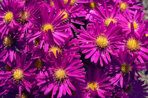 Close-Up Photograph of Purple Aster Flowers
