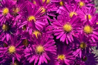 Close-Up Photograph of Purple Aster Flowers