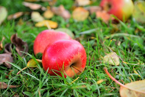Ripe apples on the grass