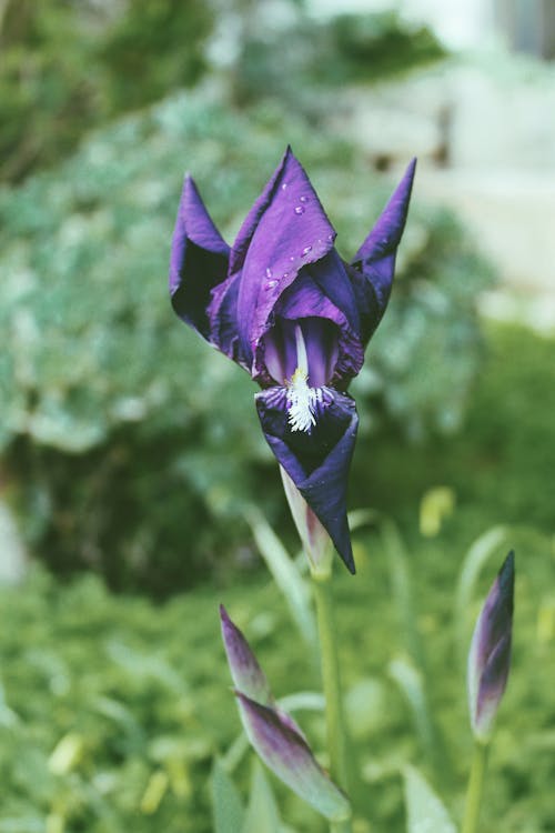 Purple Iris in a Green Garden