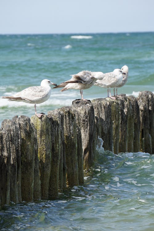 Seagulls on Breakwater on Sea Shore
